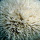 Illustration for article titled This is What a Mass Die-off of Earth's Coral Reefs Looks Like